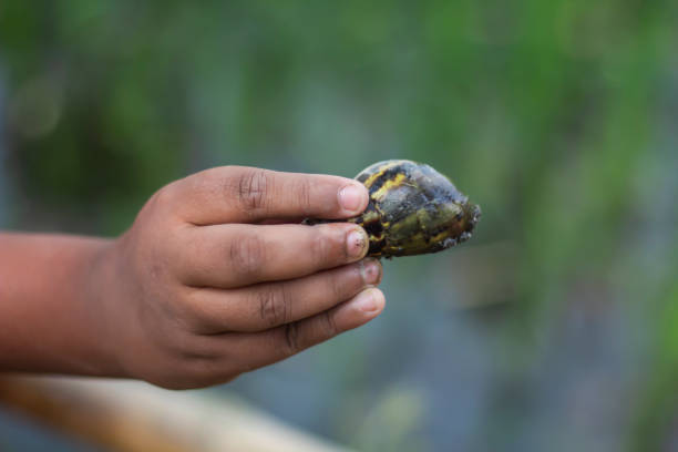 istock A man holds a the snail with his hand and blurred background 1736510521