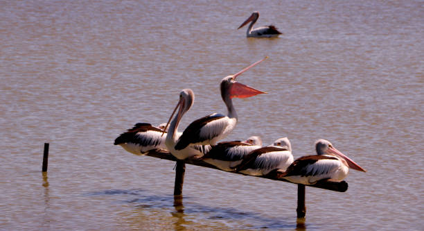istock Pelicans at Lake Albert 1736516985