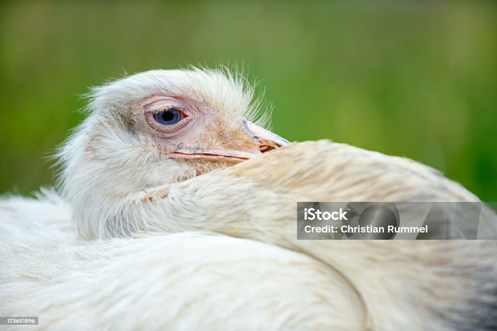 Avestruz brancos descansando na natureza - Foto de stock de Animal royalty-free