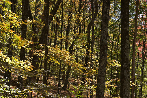 Thick New England oak-maple woods on a slope in fall, with an understory of sugar maple saplings. Taken in Connecticut's rural Litchfield Hills, mid October.