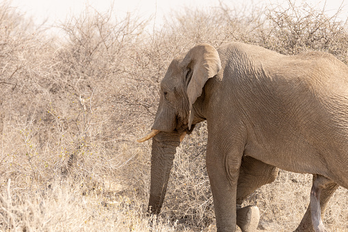 Large Lone African Elephant with curled trunk standing on the dry empty African Plains, with a wildebeest walking in the background. The wildebeest looks tiny against the elephant