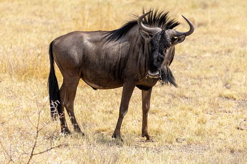 Etosha animals. Etosha National Park.