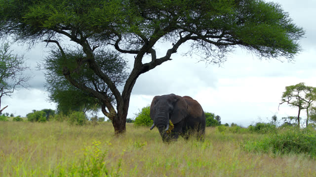 SLO MO An African elephant grazes on plants in the middle of the savannah in Tanzania