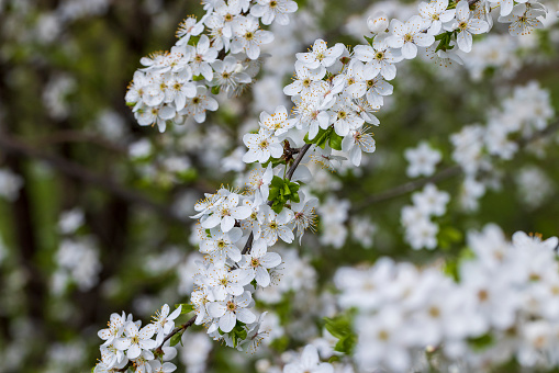 cherry in the orchard blooms with white flowers , beautiful white flowers on a fruit cherry during pollination