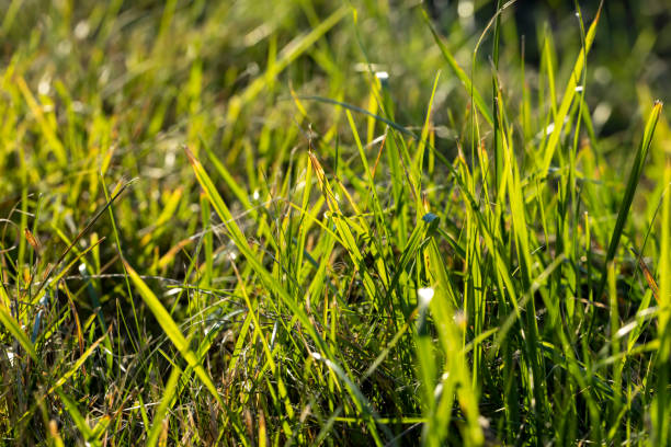 istock Green grass with a lot of damage and defects 1736523830