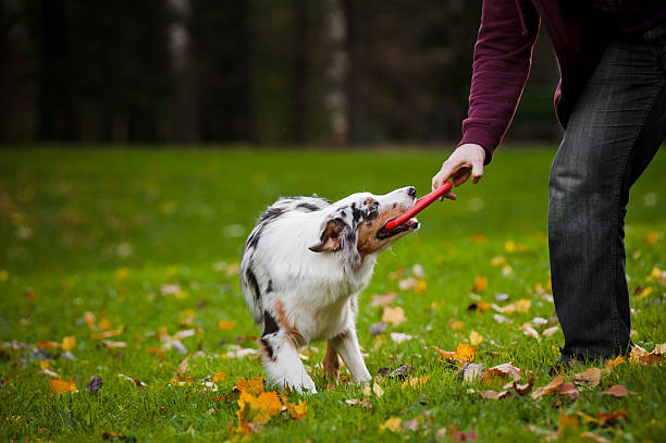 istock young merle Australian shepherd playing with man 173652600