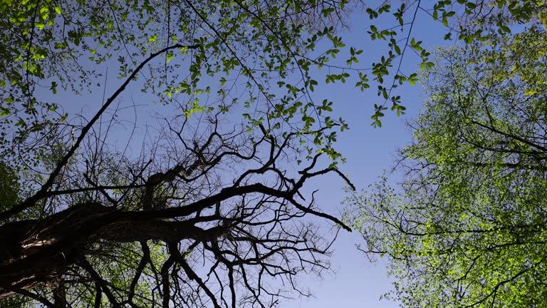 trees in the forest in the spring season