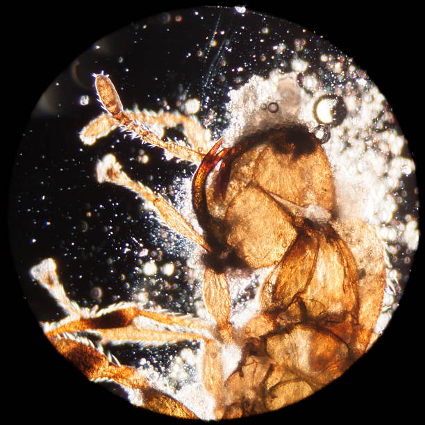 bicho-animal - daphnia water flea high scale magnification micro organism imagens e fotografias de stock