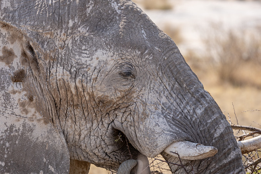 Closeup of the detail of an Asian elephants eye and ear - Thailand