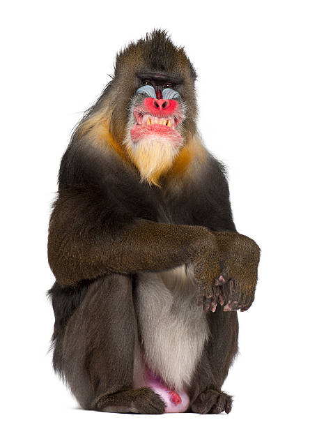 Mandrill sitting and grimacing, Mandrillus sphinx, 22 years old Mandrill sitting and grimacing, Mandrillus sphinx, 22 years old, primate of the Old World monkey family against white background mandrill photos stock pictures, royalty-free photos & images
