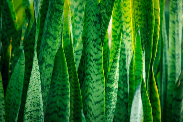 istock Greenery background of nature plant and leaf 1736530355