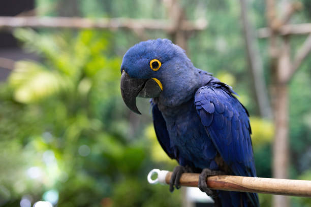 istock Close-up of a Hyacinth Macaw perched on a branch. 1736530367