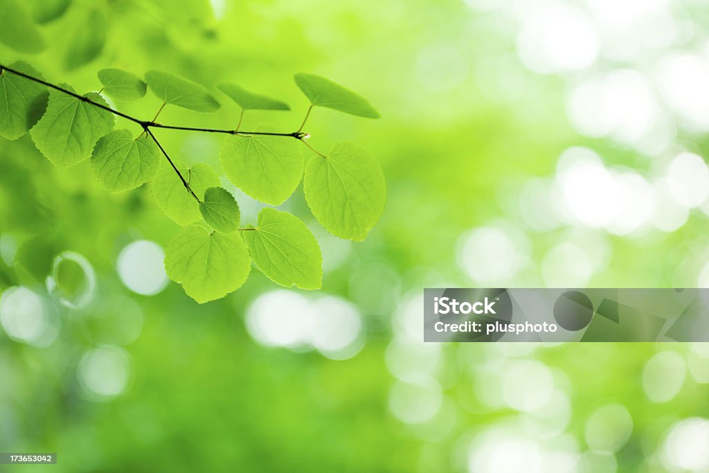 Novo verde folhas incandescência em floresta - Royalty-free Ao Ar Livre Foto de stock