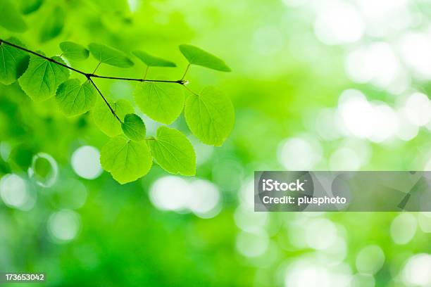 Novo Verde Folhas Incandescência Em Floresta - Fotografias de stock e mais imagens de Ao Ar Livre - Ao Ar Livre, Beleza natural, Botânica - Ciência de plantas
