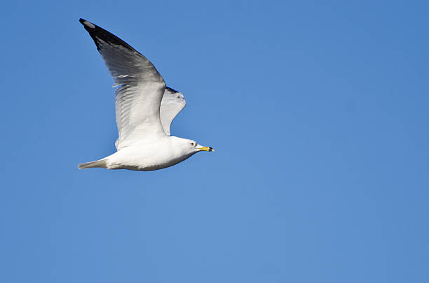 istock Ring-Billed Gull Flying in a Blue Sky 173653409