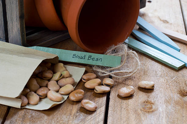 Gardening - Broad Bean Seeds Image of potting shed and bean seeds broad bean plant stock pictures, royalty-free photos & images