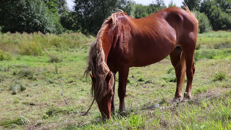 grazing a horse in a clearing with green grass near the forest