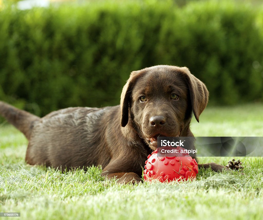 young raza de perro Labrador chocolate - Foto de stock de Acostado libre de derechos