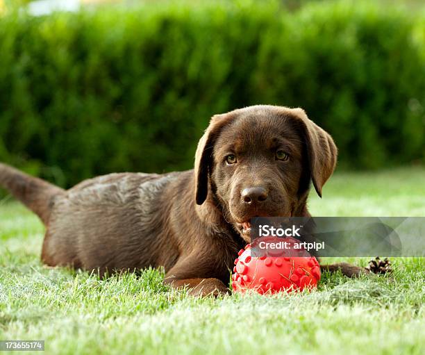 Young Raza De Perro Labrador Chocolate Foto de stock y más banco de imágenes de Acostado - Acostado, Aire libre, Animal