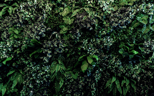 Spiral of fern plants in the middle of the forest