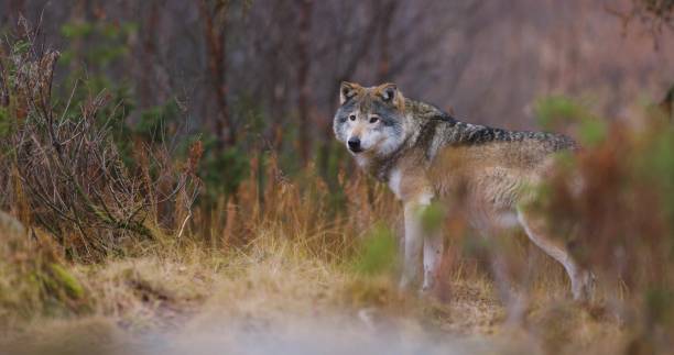 istock Wild male wolf standing between bushes in the forest 1736553935