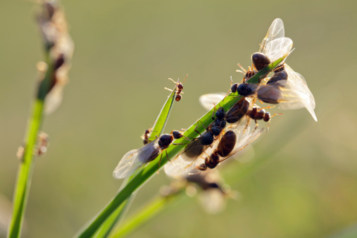 many flying ants crawling and flying in meadow during breeding time