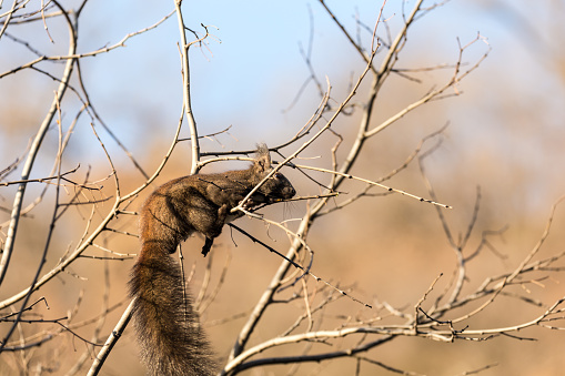 Cute Coati sitting on a tree