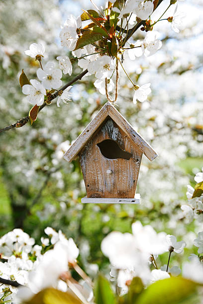 Little Birdhouse in Spring with blossom cherry flower sakura