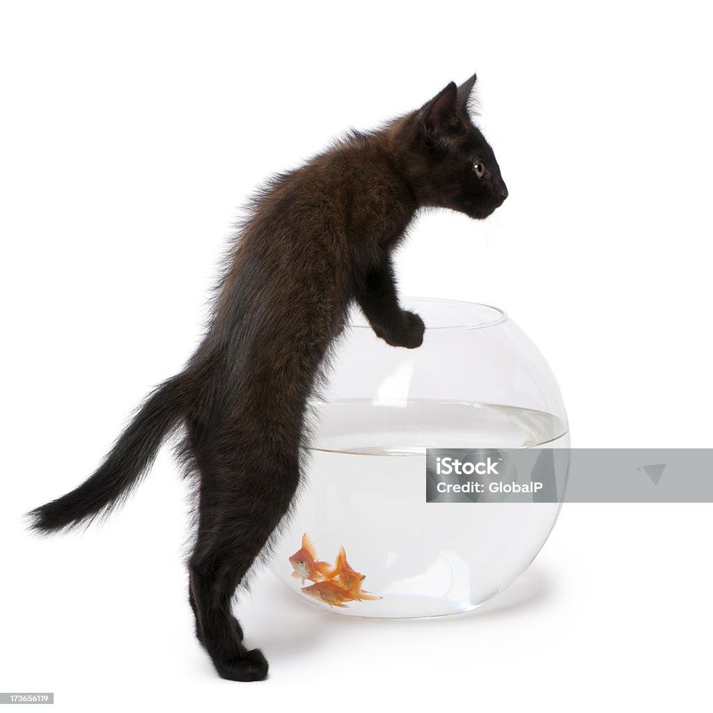 Negro mascota mirando a la capacidad de natación en pescado bowl - Foto de stock de Acuario - Equipo para animales domésticos libre de derechos