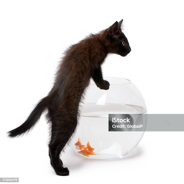 Negro Mascota Mirando A La Capacidad De Natación En Pescado Bowl Foto de stock y más banco de imágenes de Acuario - Equipo para animales domésticos