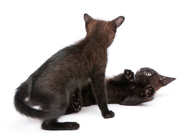 istock Two black kittens playing together in front of white background 173656120