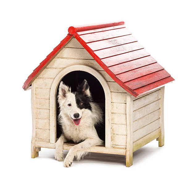 Border Collie in a kennel Border Collie in a kennel against white background border collie photos stock pictures, royalty-free photos & images