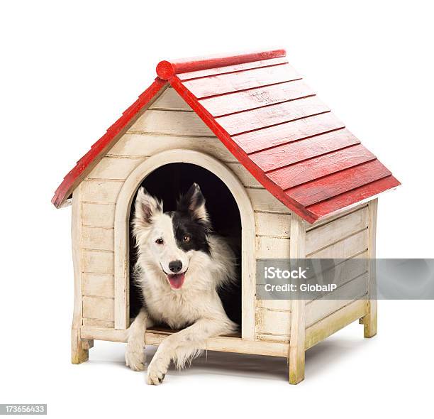 Border Collie In A Kennel Stock Photo - Download Image Now - Kennel, Dog, White Background