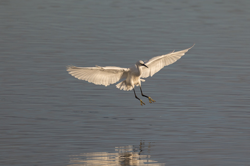 The little egret is a small, white heron that feeds on small fish and crustaceans. Once a very rare visitor from the Mediterranean, little egrets are now a common sightThe little egret is a white heron with black legs and yellow feet. It has a black bill and long plumes on its head and neck during the breeding season.