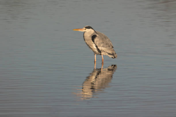 The heron is an easily recognised, grey-backed bird, with long legs, a long, white neck, bright yellow bill and a black eyestripe that continues as long, drooping feathers down the neck. Often found on lakes,rivers,ponds etc looking for its next meal.