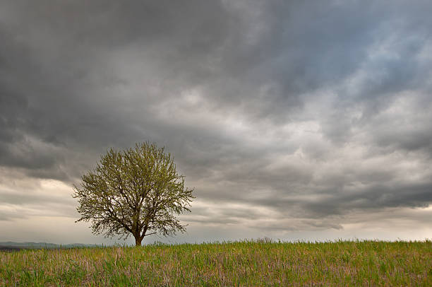 istock lone tree in a green field with cloudy sky 173656628
