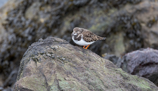 Turnstone wader bird on wet rocks looking for food. Portmarnock Dublin Ireland