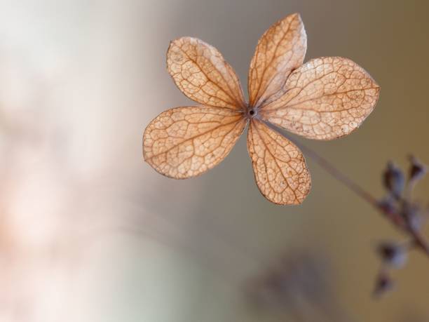 istock Closeup shot of a single dried hydrangea leaf. 1736567537