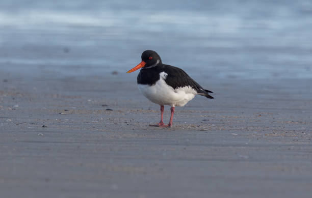 istock Low angled view of an Oystercatcher 1736567544