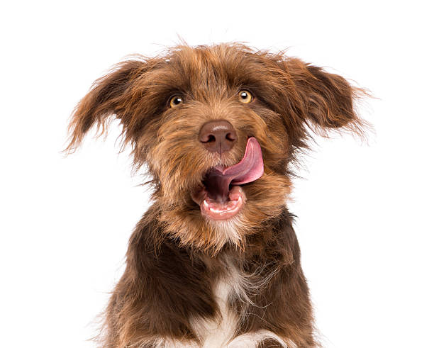 primer plano de una raza cruzada, 5 meses de edad, relamerse el labio - mixed breed dog fotografías e imágenes de stock