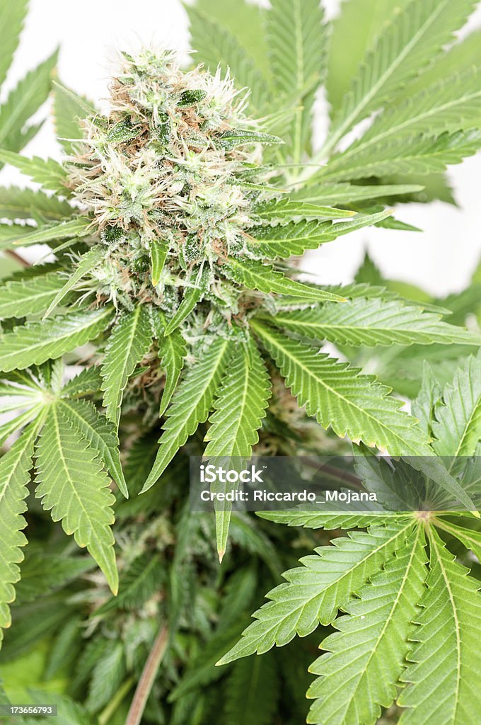 Cannabis bud - Foto de stock de Cânhamo - Cannabaceae royalty-free