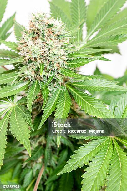 Foto de Cannabis Bud e mais fotos de stock de Cânhamo - Cannabaceae - Cânhamo - Cannabaceae, Flor, Fundo Branco