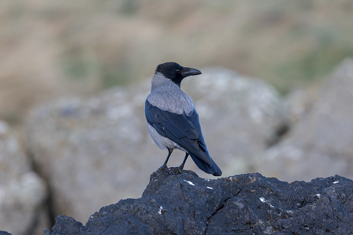 A Hooded crow standing on rocks at  Donabate beach Dublin Ireland