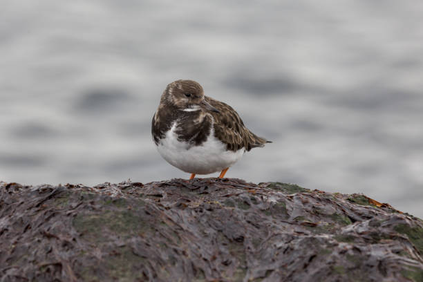 Turnstone wader bird on wet rocks looking for food. Malahide Dublin Ireland