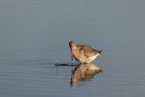 A low angled image of a Black-tailed Godwit standing in Swords Estuary Dublin Ireland