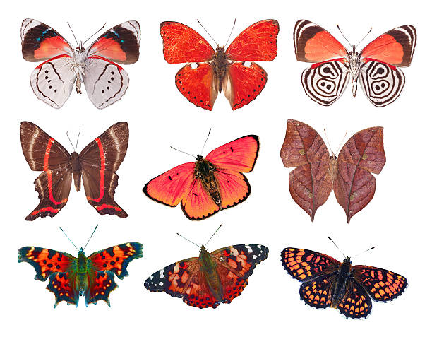istock many collection red butterfly moth isolated on white background 173657233