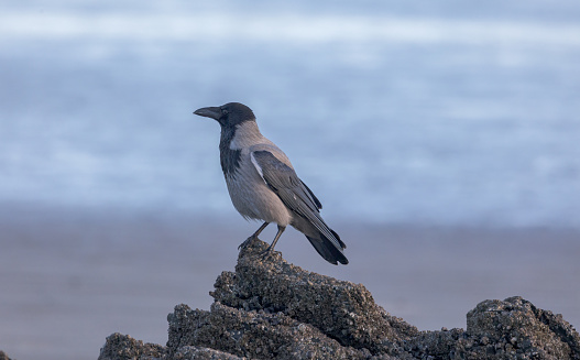 A Hooded crow standing on rocks at  Donabate beach Dublin Ireland