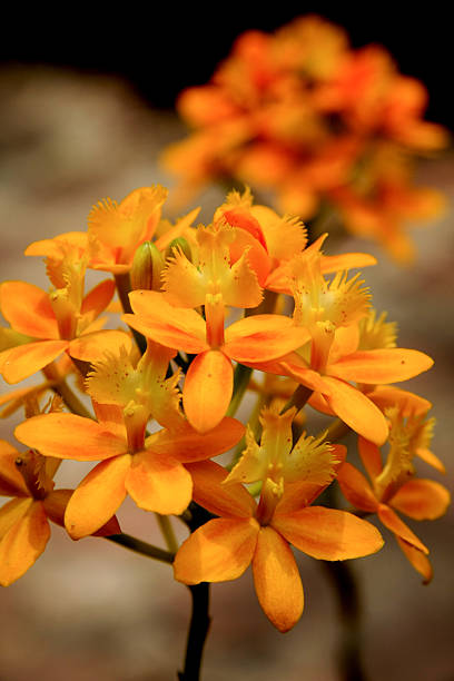 beautiful yellow flower background
