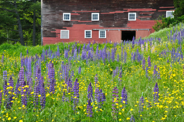 Lupines against Paradise Valley, Alaska out of focus in the background.