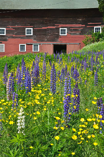 istock Lupine in the Barnyard 173657565
